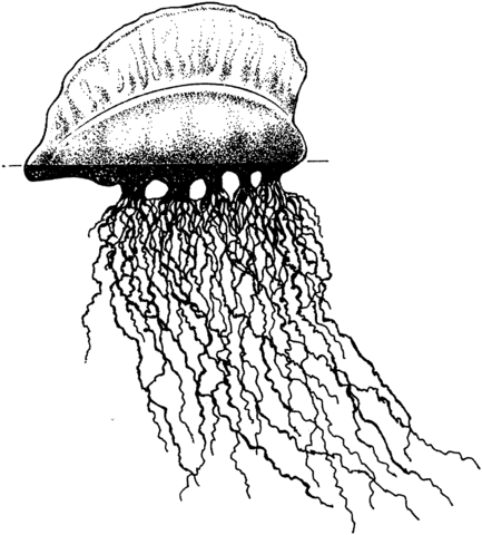 Portuguese Man O War Coloring Page